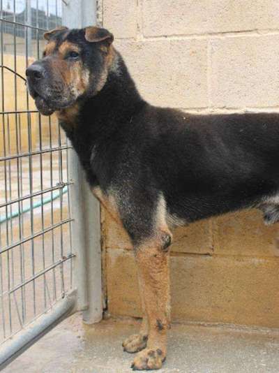 Tierschutzhunde suchen ein Zuhause-Beitrag-Bild