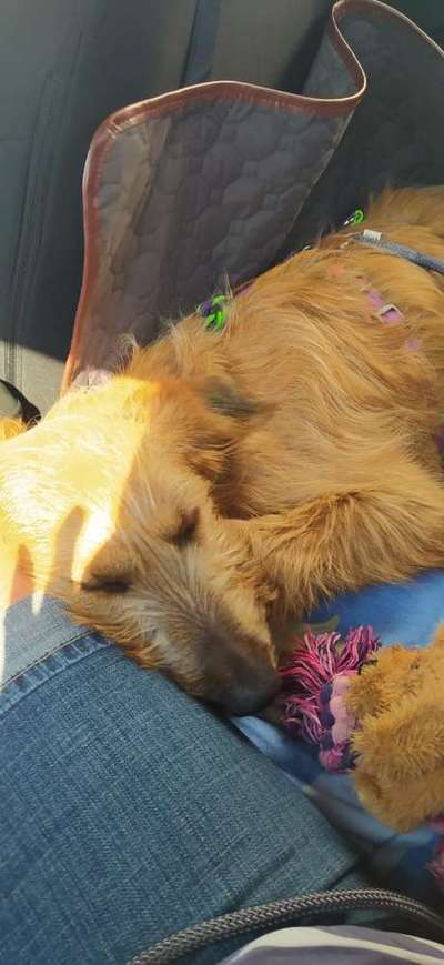 Tierschutzhunde suchen ein Zuhause-Beitrag-Bild