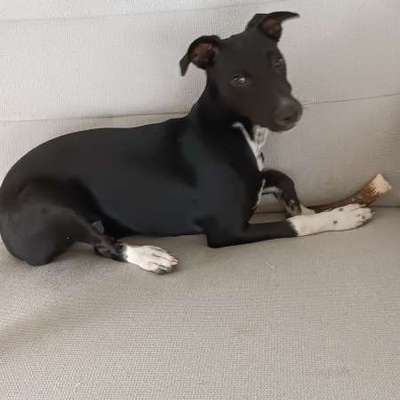 Tierschutzhunde suchen ein Zuhause-Beitrag-Bild