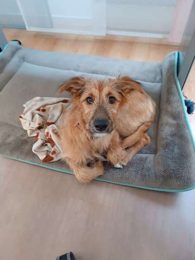 Tierschutzhunde suchen ein Zuhause-Beitrag-Bild