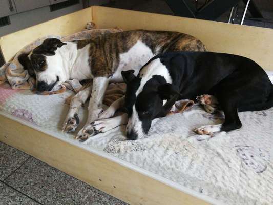 Auslandstierschutz-Beitrag-Bild