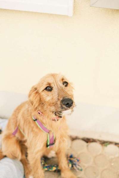 Tierschutzhunde suchen ein Zuhause-Beitrag-Bild