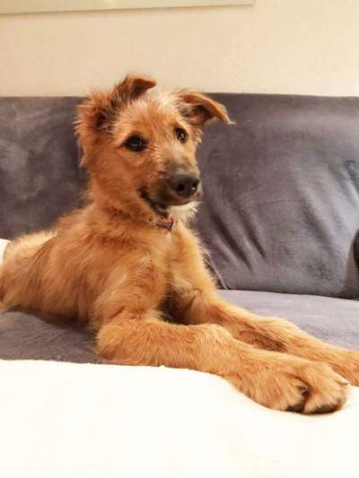 Tierschutzhunde suchen ein Zuhause-Beitrag-Bild