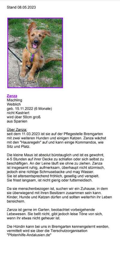 Tierschutzhunde suchen ein Zuhause-Beitrag-Bild