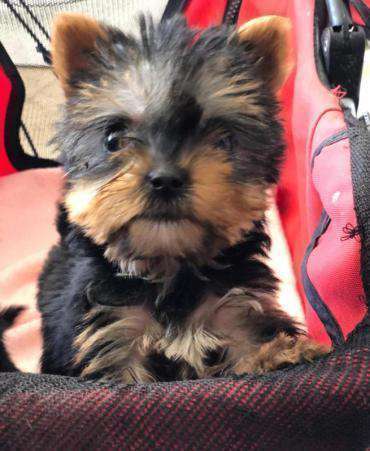 Tierschutzhunde suchen ein Zuhause-Beitrag-Bild