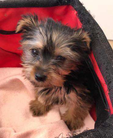 Tierschutzhunde suchen ein Zuhause-Beitrag-Bild