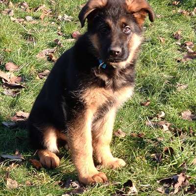 Hundetreffen-Welpentreffen (Labrador, Schäferhund, Boxer und Co.-Bild
