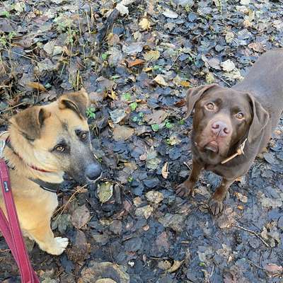 Hundetreffen-Gassirunde Wulsdorf-Bild