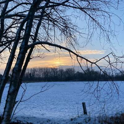 Hundetreffen-Gassirunde Wulsdorf-Bild