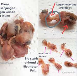 Bürsten in freier Natur-Beitrag-Bild