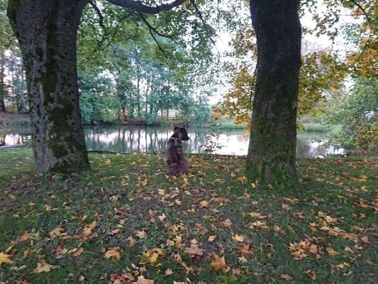 Dogorama-Monats-Challenge-Mai "Wasser"-Beitrag-Bild