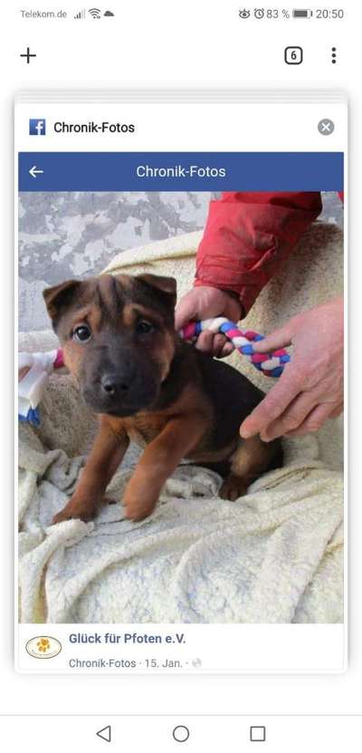 Welpen Bilder !-Beitrag-Bild