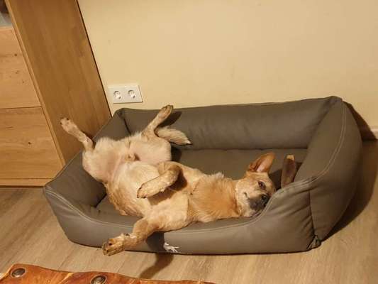 Australian Cattle Dog-Beitrag-Bild