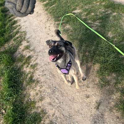 Hundetreffen-Gassirunde Winzer-Höhen-Bild