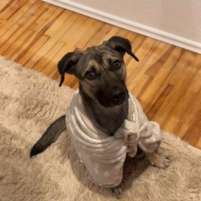 Hundetreffen-Gemeinsame Gassi-/Spielpartner gesucht-Bild