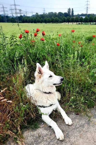 Weißer Schweizer Schäferhund-Beitrag-Bild