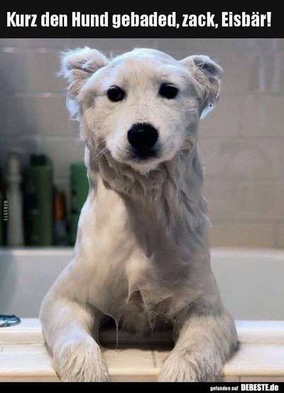 Hunde Memes-Beitrag-Bild