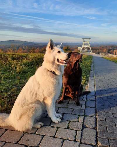 Die Dogorama Wochen Challenge-Beitrag-Bild