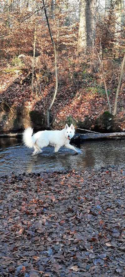 Fotochallenge No. 26                                     Wald und Wiese-Beitrag-Bild