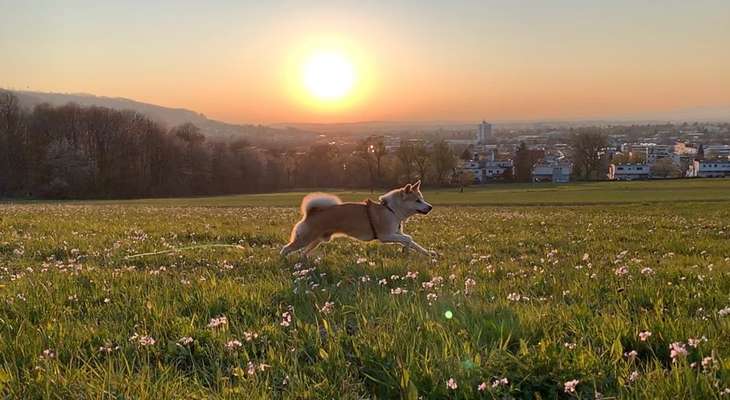 Die Dogorama Wochen Challenge-Beitrag-Bild