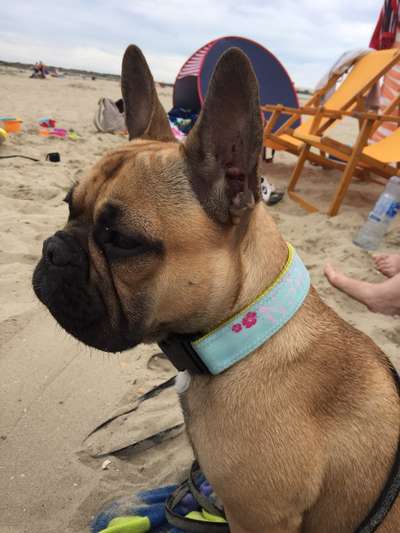 Zeigt her eure Frenchi-Beitrag-Bild