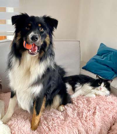 Wo sind die Aussies??-Beitrag-Bild