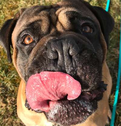 Challenge 23 : "  Euer Hund beim Frühlingserwachen "-Beitrag-Bild