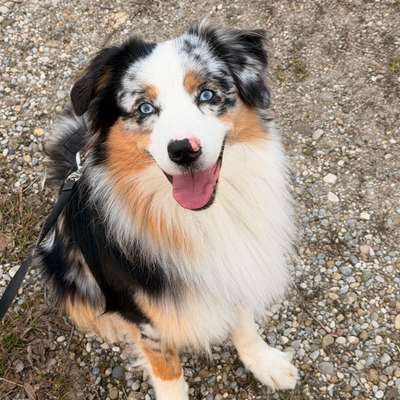 Hundetreffen-Spielpartner/Trainingspartner gesucht-Bild