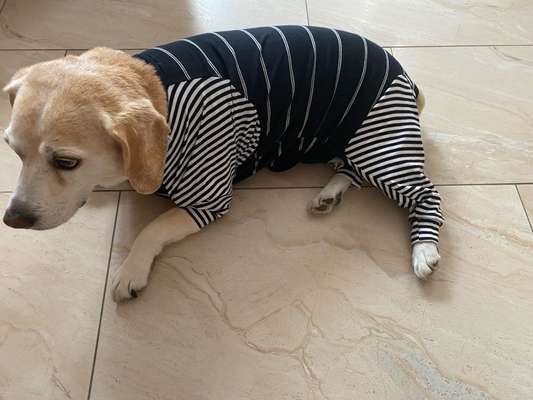 Kragen oder Post-OP-Body-Beitrag-Bild