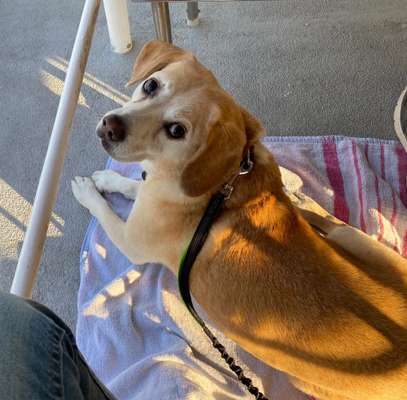 Hundefell desinfizieren-Beitrag-Bild