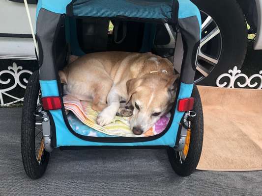 Fahrradanhänger-Beitrag-Bild