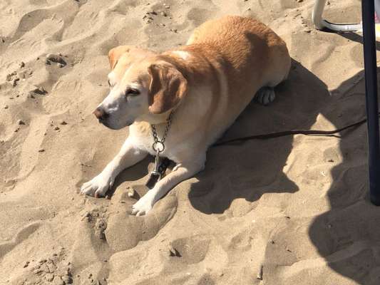 28. Farben Foto Challenge * BEIGE *-Beitrag-Bild