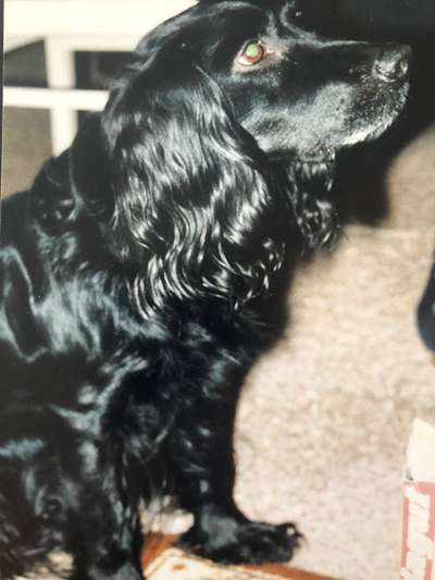 Englisch Cocker Spaniel-Beitrag-Bild