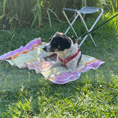 Hund abgegeben, weil Urlaub anstand? Leider kein Witz 😳-Beitrag-Bild