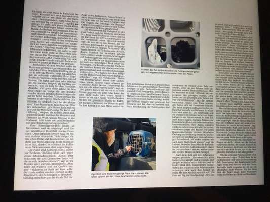 Wühltischwelpen-Beitrag-Bild