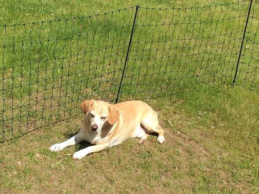 Mobiler Hundezaun für Umzäunung eines Balkons-Beitrag-Bild