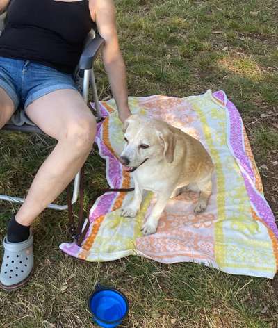 Hundeangriff, groß gegen klein-Beitrag-Bild