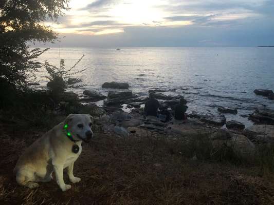 Dogorama Foto Challenge - Dämmerung-Beitrag-Bild