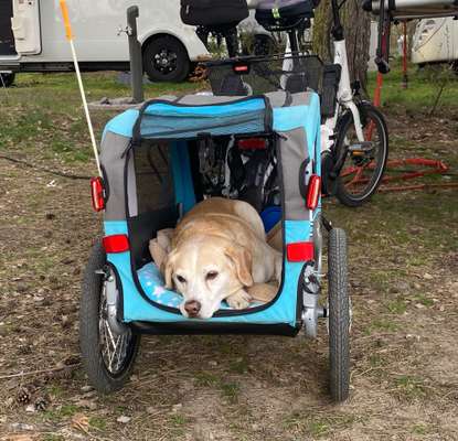 Update: mittlerweile schmerzfrei 
Arthrose - Hund erlösen?-Beitrag-Bild