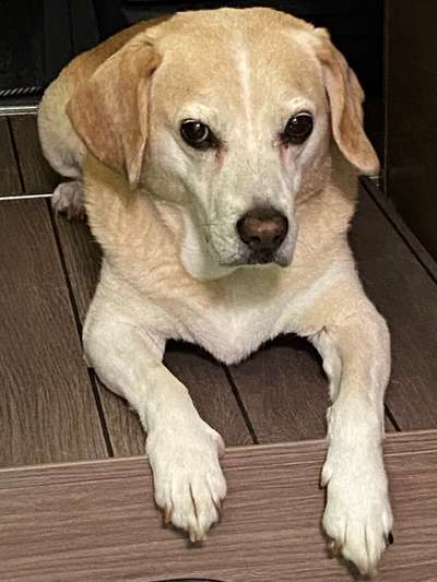 Wie kamst du zu deinem Hund?-Beitrag-Bild