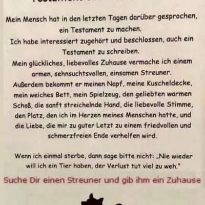 Entscheidung für euren Hund-Beitrag-Bild