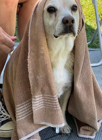 Dogorama Foto Challenge - Bestes gestelltes Bild-Beitrag-Bild