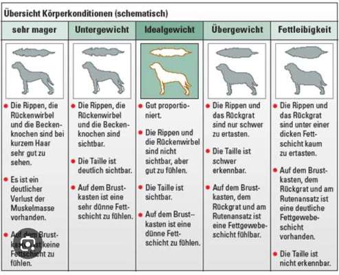 Ist meine Hündin zu dünn ?-Beitrag-Bild