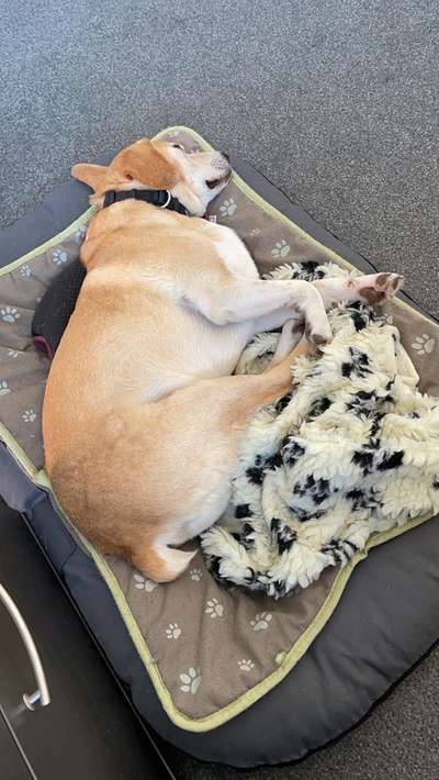 Mischlingshunde Foto Aufruf-Beitrag-Bild