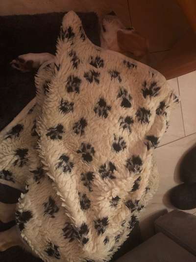 Silvester mit Angsthund-Beitrag-Bild