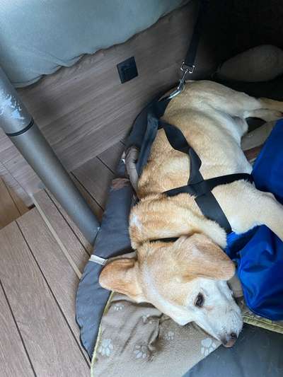 Hecheln bei der Autofahrt - längere Fahrten-Beitrag-Bild