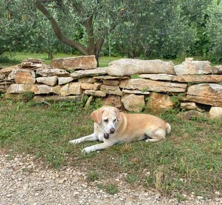 Wie kamst du zu deinem Hund?-Beitrag-Bild