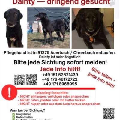 Hund entlaufen-Beitrag-Bild