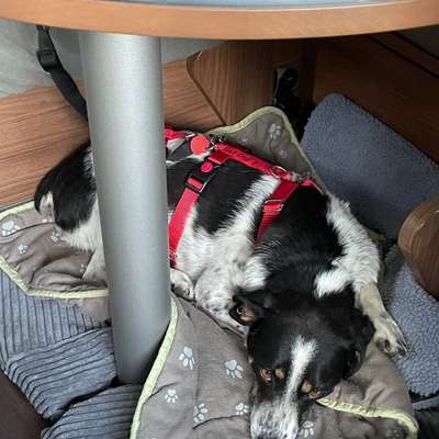Hund entlaufen-Beitrag-Bild