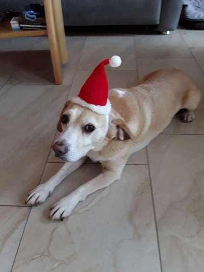 Challenge Nr. 8  Dein Hund im Weihnachtslook-Beitrag-Bild